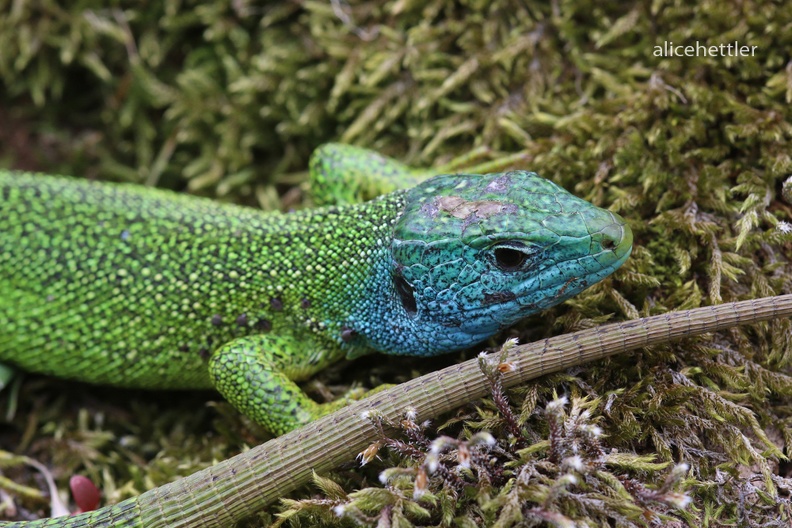 Westliche Smaragdeid _Lacerta bilineata_ 4 - Valle Verzasca Laggo Mag.JPG